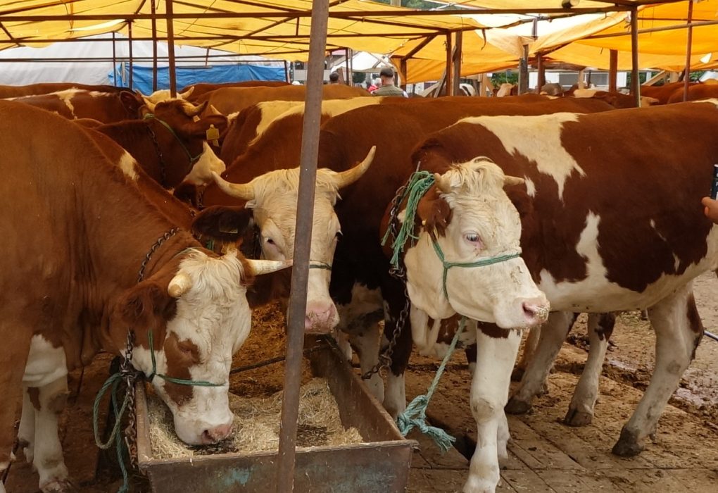 Kurban Eti Tüketiminde Tehlike: Salmonella Bakterisine Karşı Uyarı