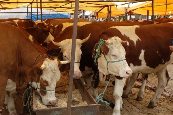 Kurban Eti Tüketiminde Tehlike: Salmonella Bakterisine Karşı Uyarı